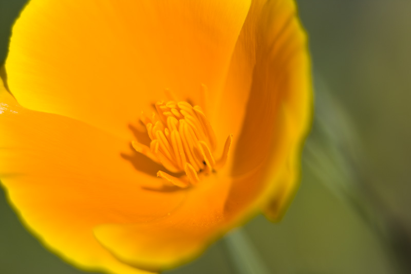 California Poppy